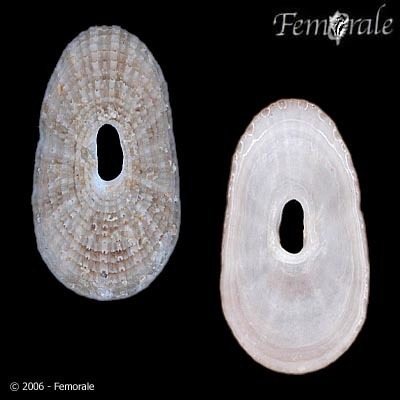 Lucapinella limatula