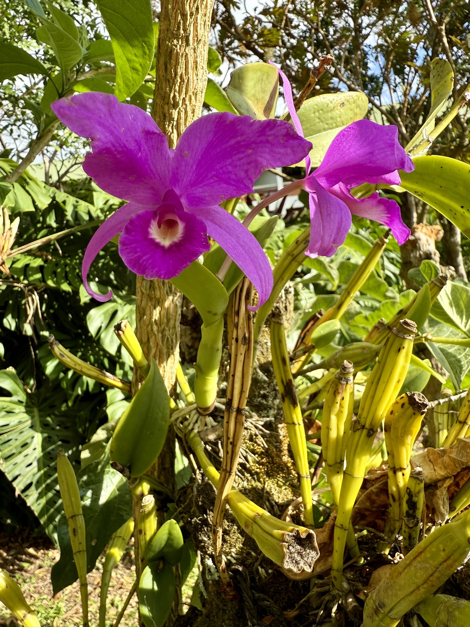 Guarianthe Skinneri (Guarianthe skinneri)