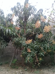 Mangifera indica