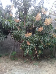 Mangifera indica