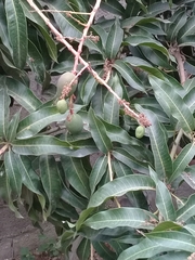 Mangifera indica