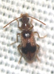 Notoxus desertus