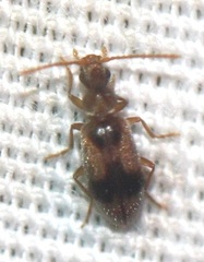 Notoxus desertus
