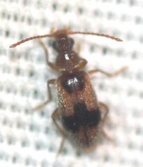 Notoxus desertus