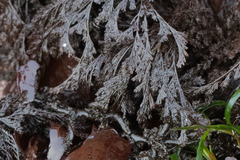 Microcladia borealis