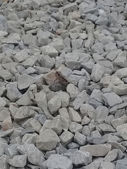 Schistocerca subspurcata