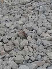 Schistocerca subspurcata