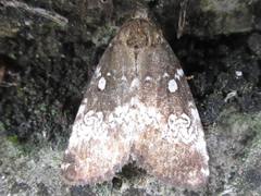 Dysmilichia gemella