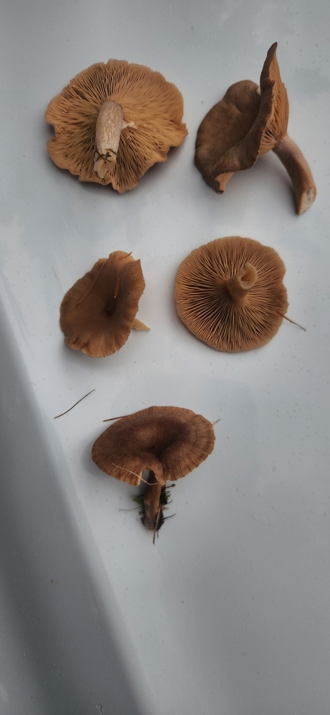 Lactarius glyciosmus · May 2025 · photo: © sam-speight (iNaturalist, cc-by-sa)
