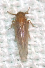 Metadelphax propinqua