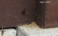 Orancistrocerus drewseni