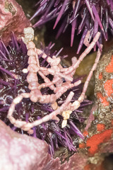 Calliarthron tuberculosum