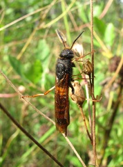 Tremex fuscicornis
