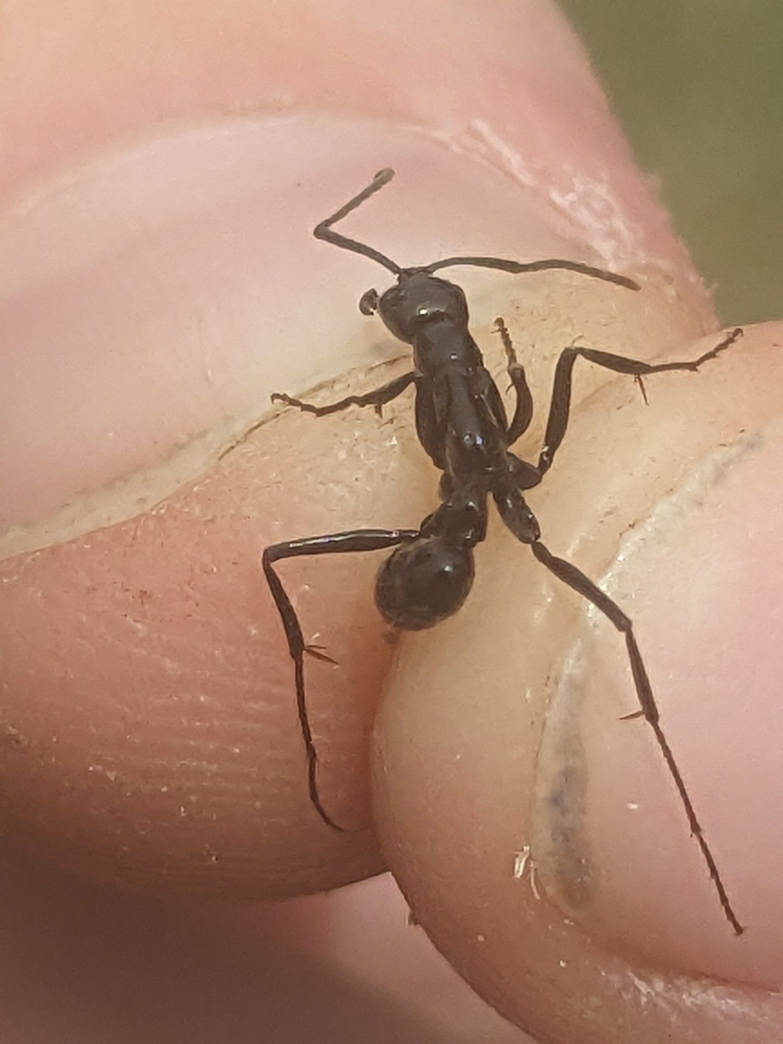 Leptogenys conigera