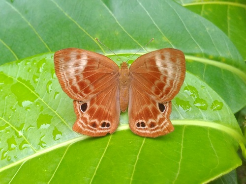 Double-banded Judy