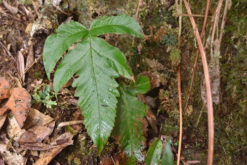 Stegnogramma griffithii iNat (3)