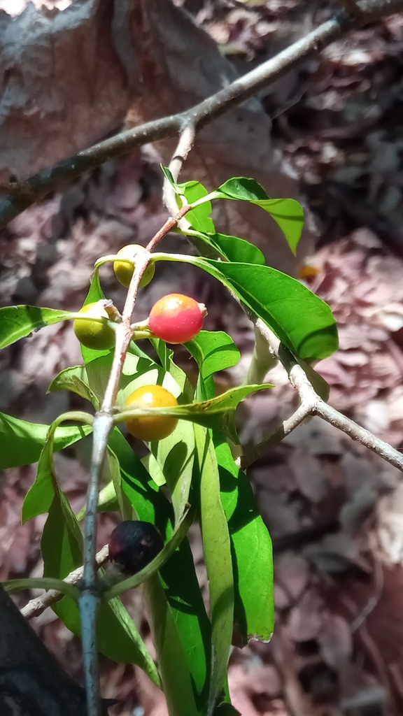 Tricalysia majungensis