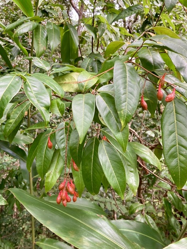 Mischocarpus exangulatus observed 2025-05-25