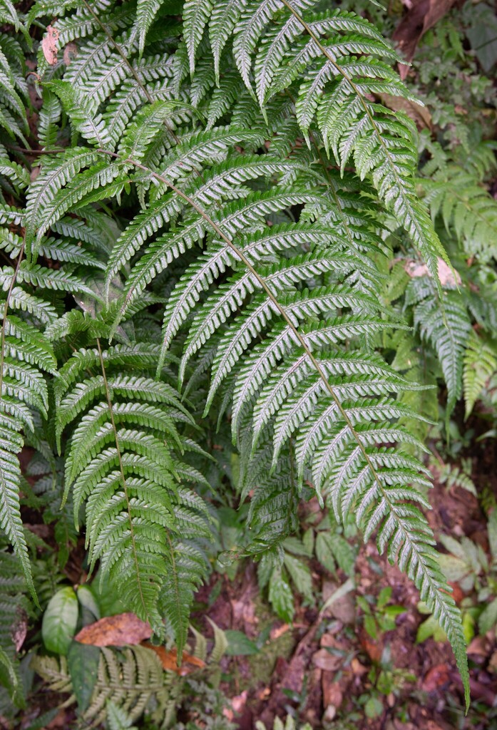Metathelypteris gracilescens