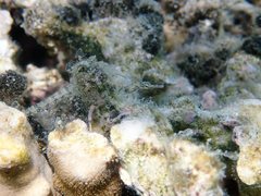 Corythoichthys intestinalis