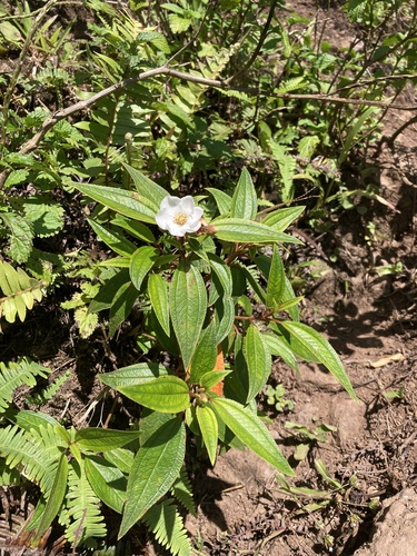 Melastoma denticulatum observed 2025-05-23