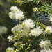 Melaleuca linariifolia - Photo (c) Reiner Richter,  זכויות יוצרים חלקיות (CC BY-NC-SA), הועלה על ידי Reiner Richter