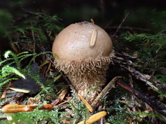 Lycoperdon pulcherrimum
