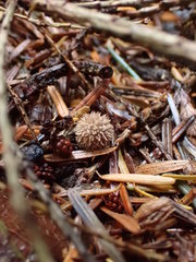 Lycoperdon pulcherrimum