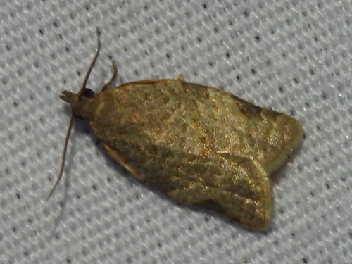 Greenish Apple Moth photo 6