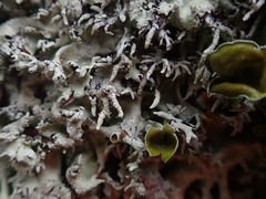 Parmotrema austrocetratum