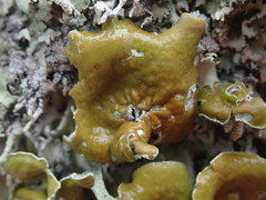 Parmotrema austrocetratum