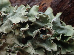 Parmotrema austrocetratum