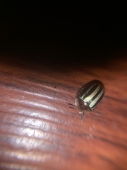 Agroiconota bivittata