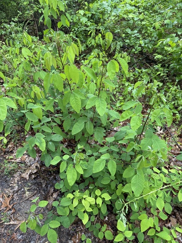 Lespedeza bicolor iNat (1)