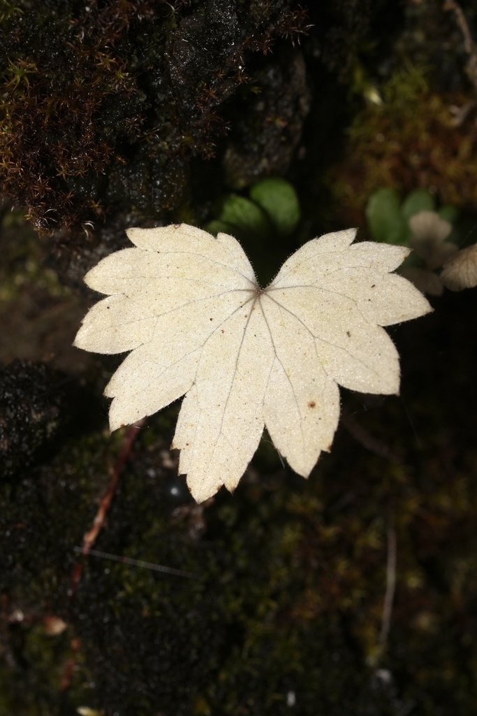 Oregon Bolandra in May 2025 by Michael Stein · iNaturalist