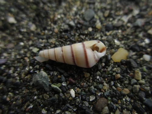 Tiberia pulchella, 2025-05-24