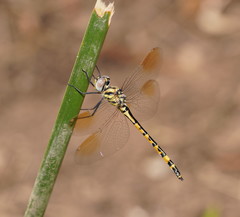 Hemicordulia intermedia