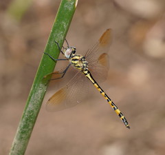 Hemicordulia intermedia