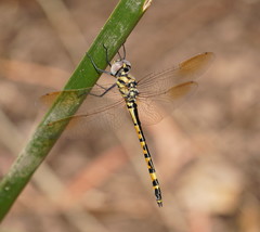 Hemicordulia intermedia