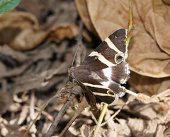 Grammodes ocellata