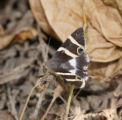 Grammodes ocellata