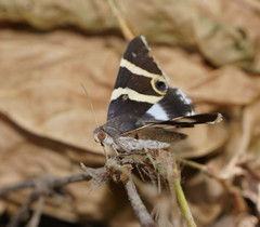 Grammodes ocellata