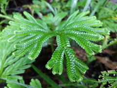 Selaginellales