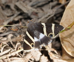 Grammodes ocellata