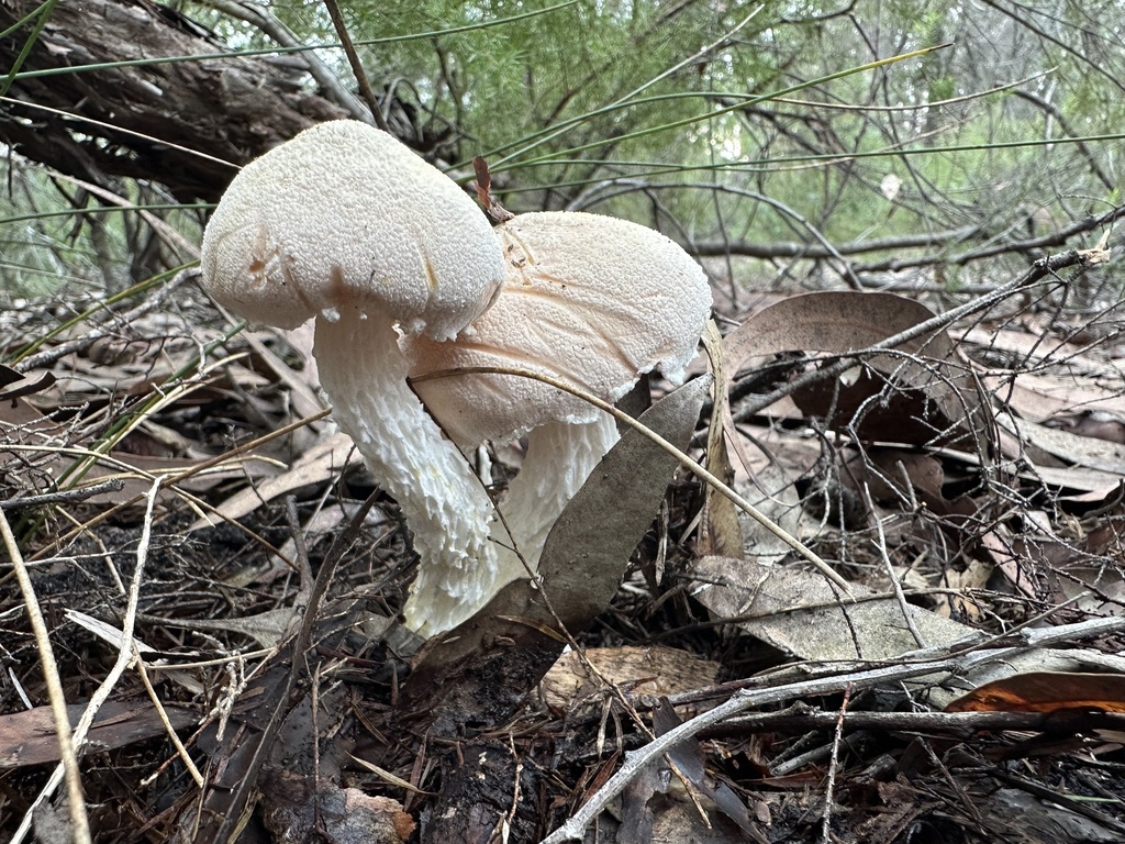 Austroboletus niveus