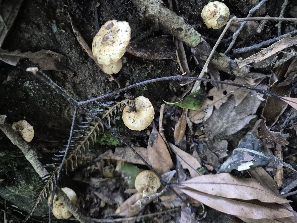 Pholiota subflammans · May 2025 · photo: © rempson (iNaturalist, cc-by)