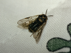 Diprion pini