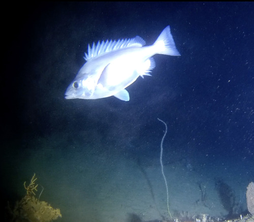 Giant Boarfish