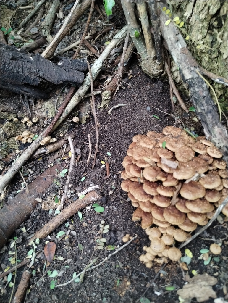Pholiota subflammans · May 2025 · photo: © notdoriangray (iNaturalist, cc-by)