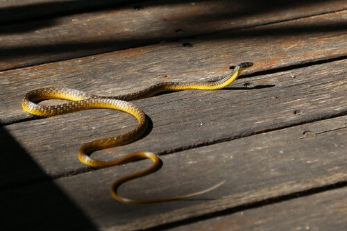Common Tree Snake sighting